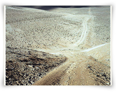 Site Frango